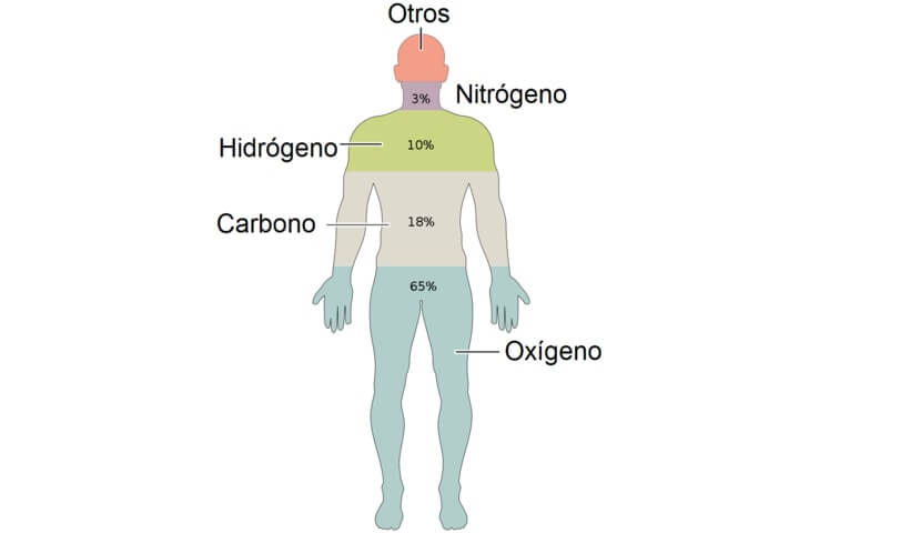 Composición química del cuerpo humano